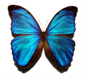 Blue_morpho_butterfly.jpg
